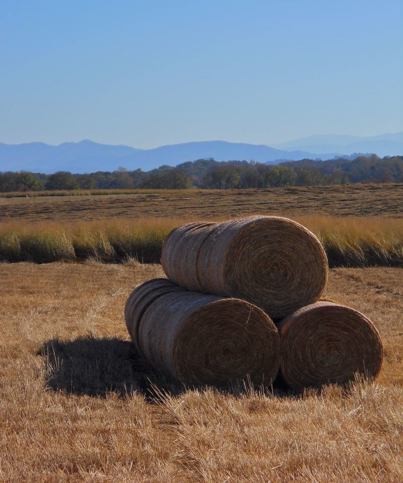 switchgrass bales in field with mountain backdrop 