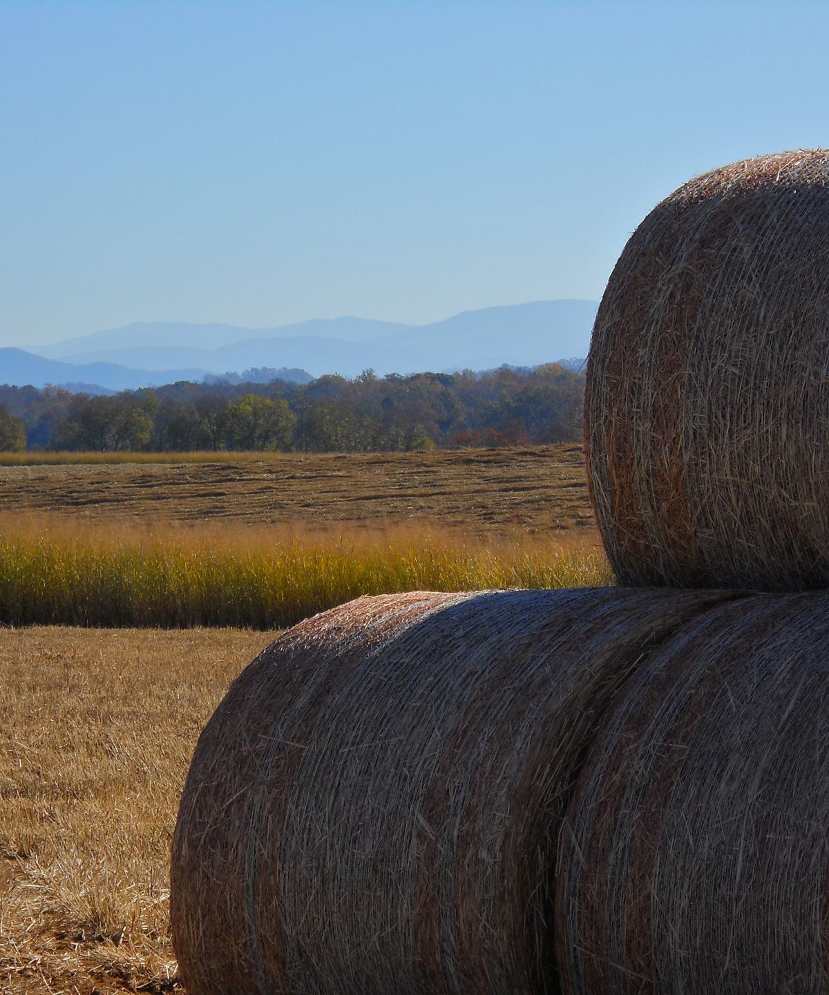 switchgrass bales in field with mountain backdrop 