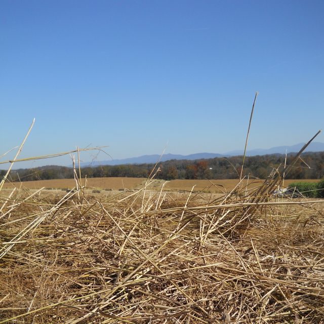 close-up of switchgrass in a field 