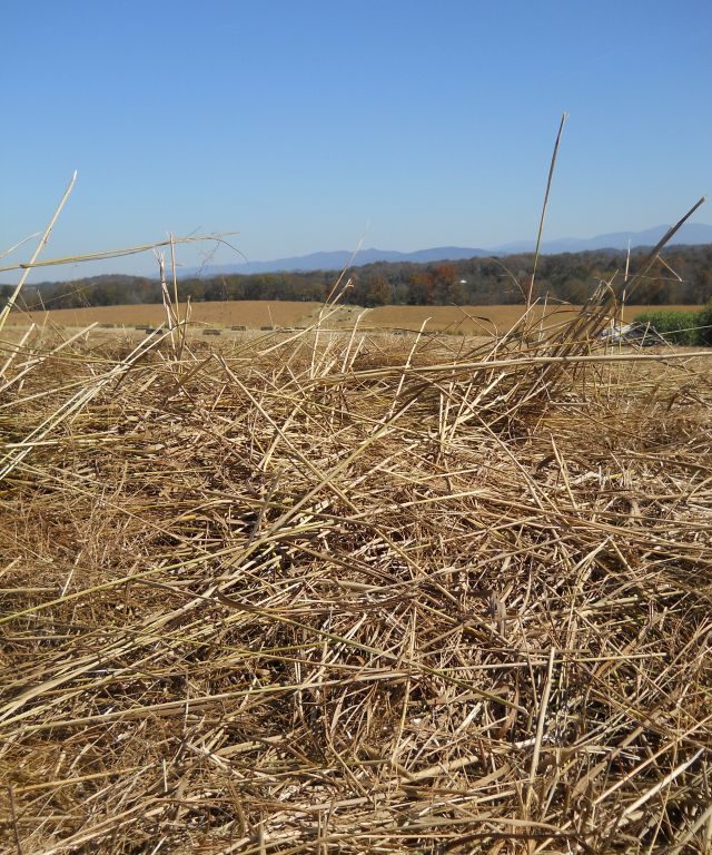 clsoe up of switchgrass in a field 