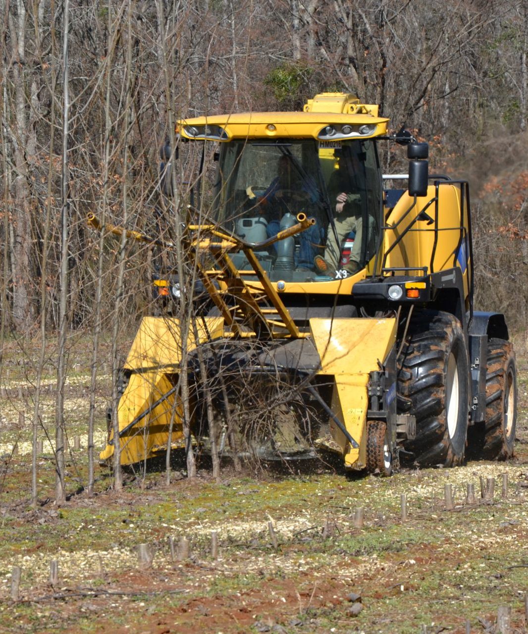 Woody crop harvesting 