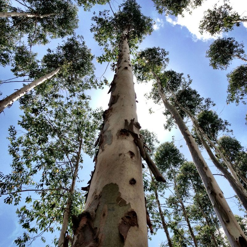 eucalyptus tree growing into the sky 